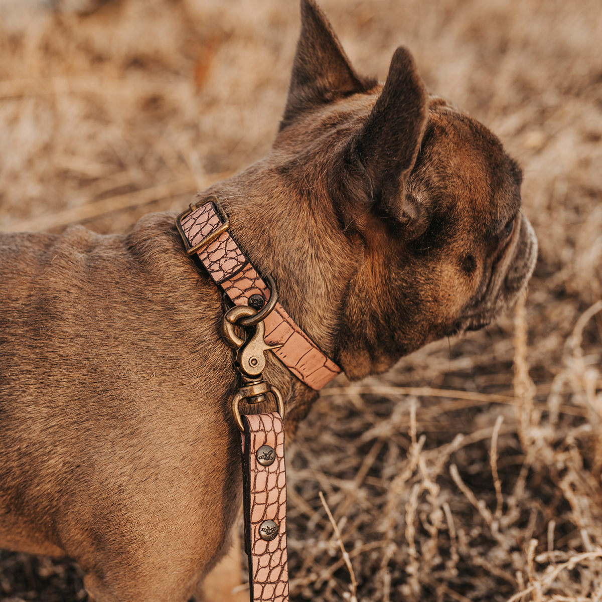 Dog Collar With The Name Pink