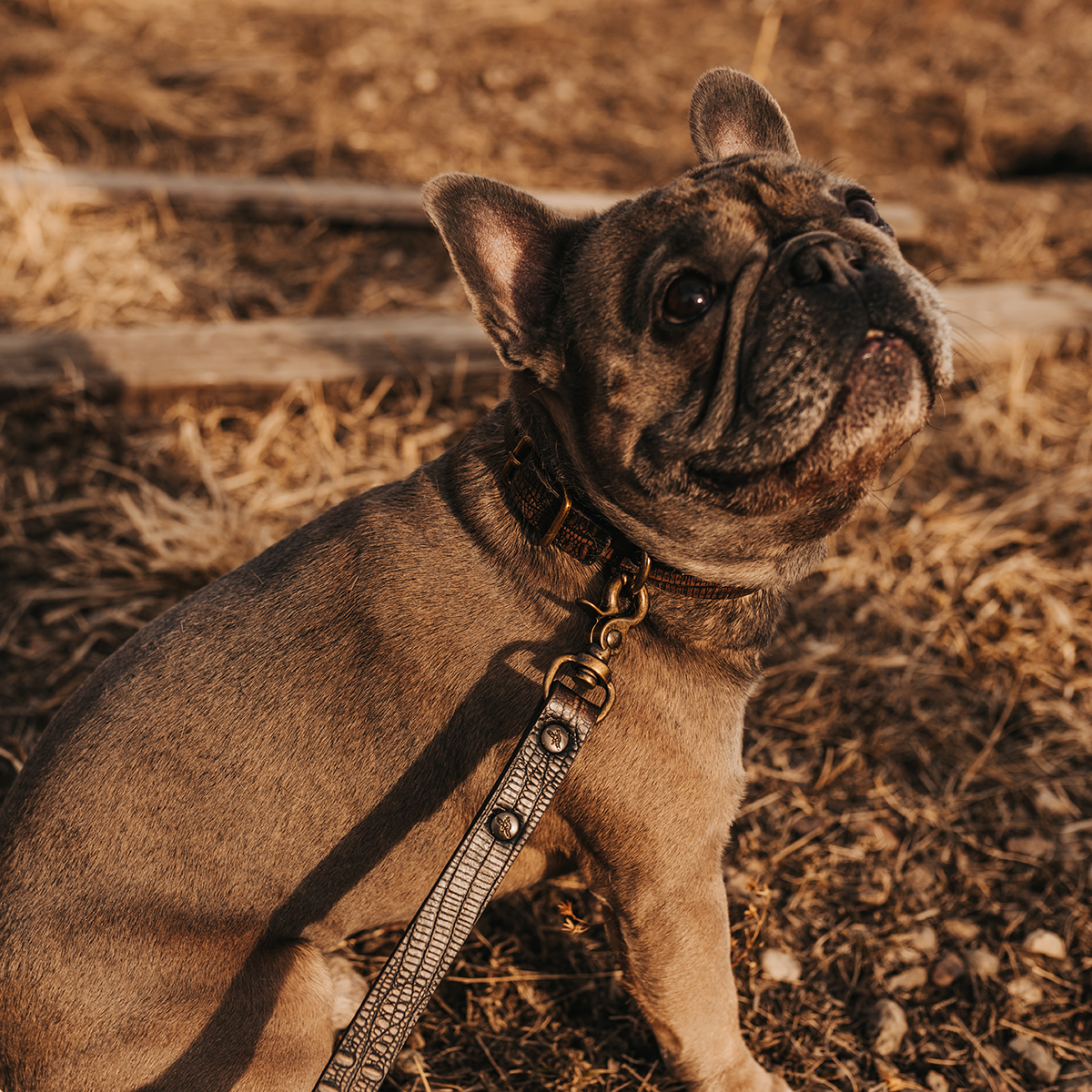 FREEBIRD brown distressed leather dog collar with an adjustable neck strap lifestyle