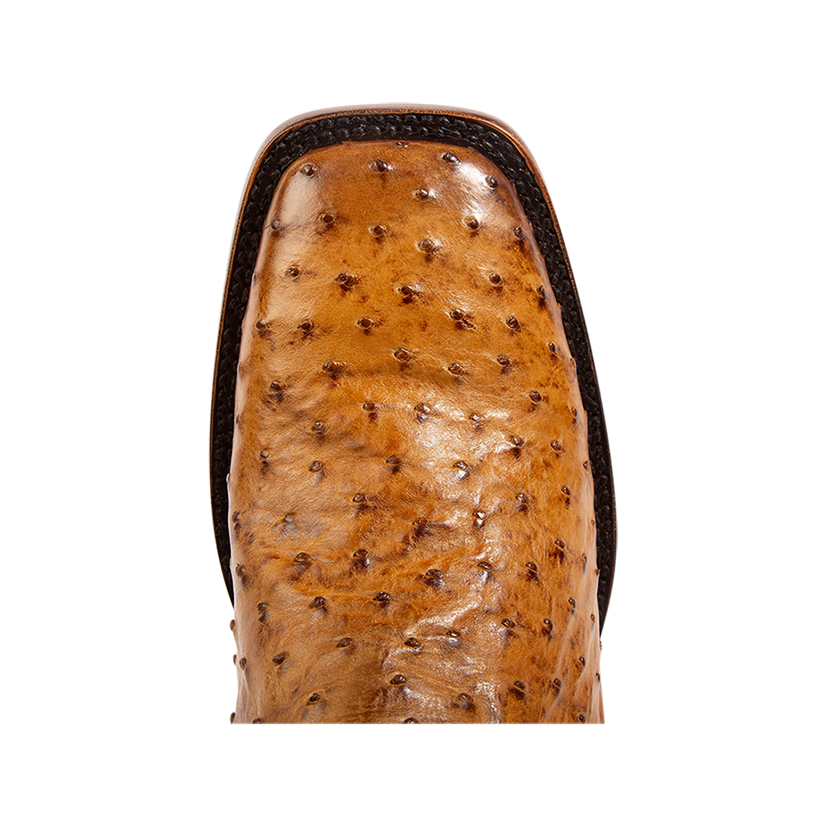 Union - Canary Ostrich