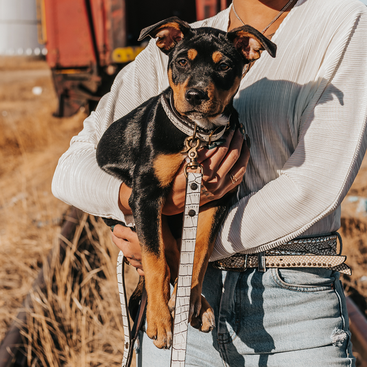 Dog Collar - White Croco