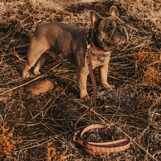 Dog Leash - Pink Croco