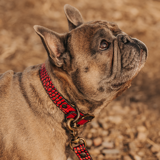 Dog Collar - Red Croco