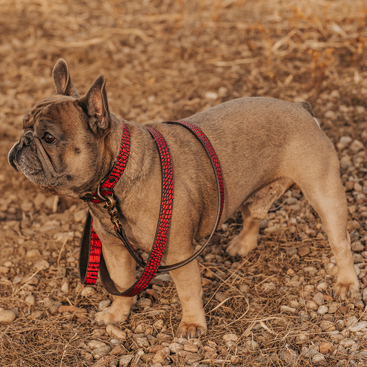 Dog Leash - Red Croco