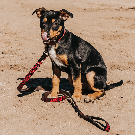 Dog Collar - Red Croco