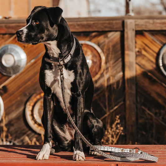 Dog Collar - White Croco